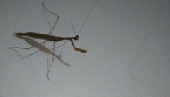 Musonia remota