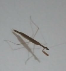 Musonia remota
