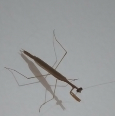 Musonia remota