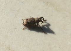 Orthorhinus