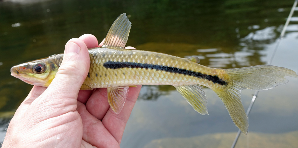 Halfline Leporinus