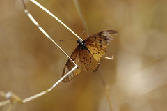 Acraea encedon encedon