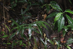 Tropidia curculigoides