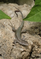 Podarcis vaucheri
