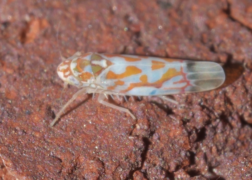 Erythroneura omaska