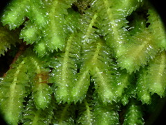 Schistochila nobilis