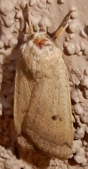 Abagrotis orbis