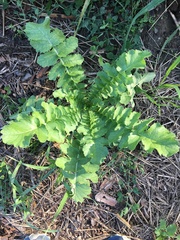 Raphanus sativus longipinnatus