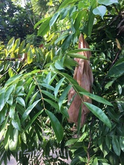 Brownea grandiceps