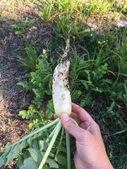 Raphanus sativus longipinnatus