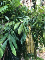 Brownea grandiceps