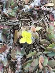 Portulaca quadrifida