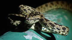 Boiga multomaculata