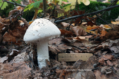 Amanita longipes