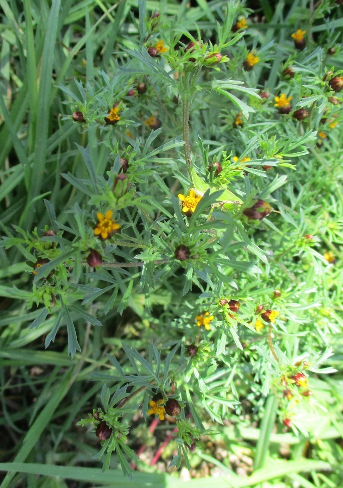 Fetid marigold from Parque Ecológico de Xochimilco, Ciudad de México ...