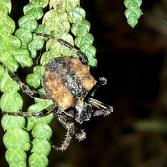 Acanthepeira cherokee