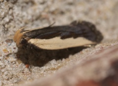 Dichomeris serrativittella