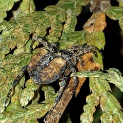 Acanthepeira cherokee