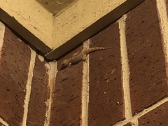 Hemidactylus turcicus