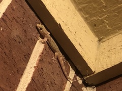 Hemidactylus turcicus