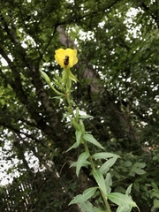 Copestylum vesicularium