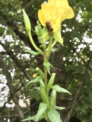 Copestylum vesicularium