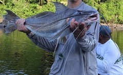 Flatwhiskered Catfish photo 4