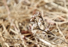 Eriogonum niveum
