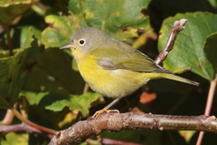 Nashville Warbler photo 2