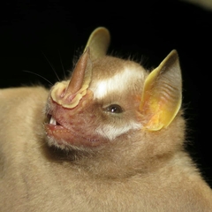 Phrynops geoffroanus