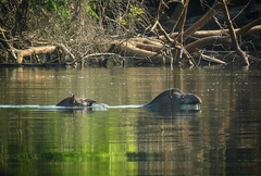 Phrynops geoffroanus