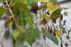 Gonolobus stenosepalus