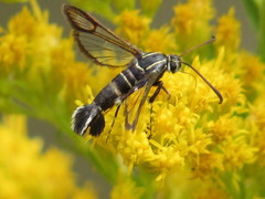 Carmenta phoradendri