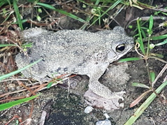 Rhinella humboldti