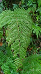 Dryopteris peranema