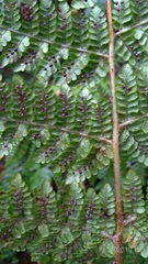 Dryopteris peranema