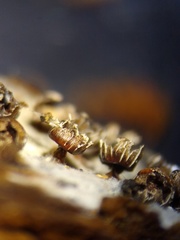 Diderma subasteroides