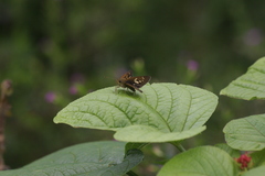 Polytremis lubricans