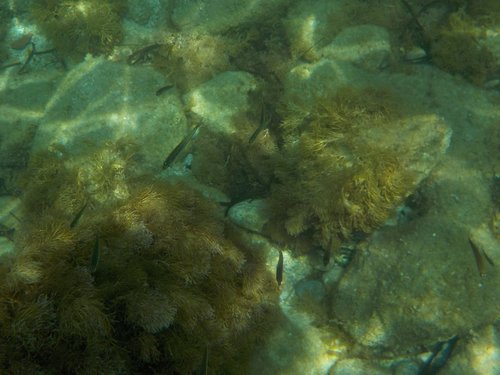 Atherina hepsetus
