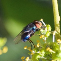 Compsomyiops callipes