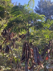 Paraserianthes
