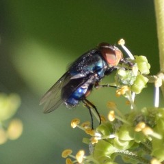 Compsomyiops callipes