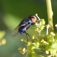 Compsomyiops callipes