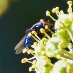 Compsomyiops callipes