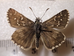 Pyrgus alveus