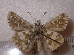 Pyrgus alveus