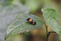 Cosmoscarta abdominalis