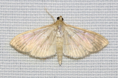 Patania silicalis