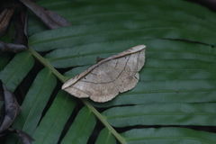 Entomogramma fautrix