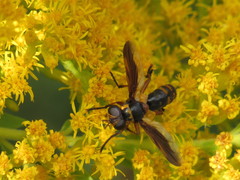 Trichopoda plumipes